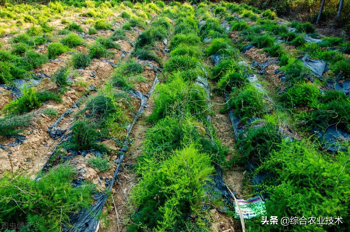 耐冬病虫害防治,种植天冬会有什么病虫害吗