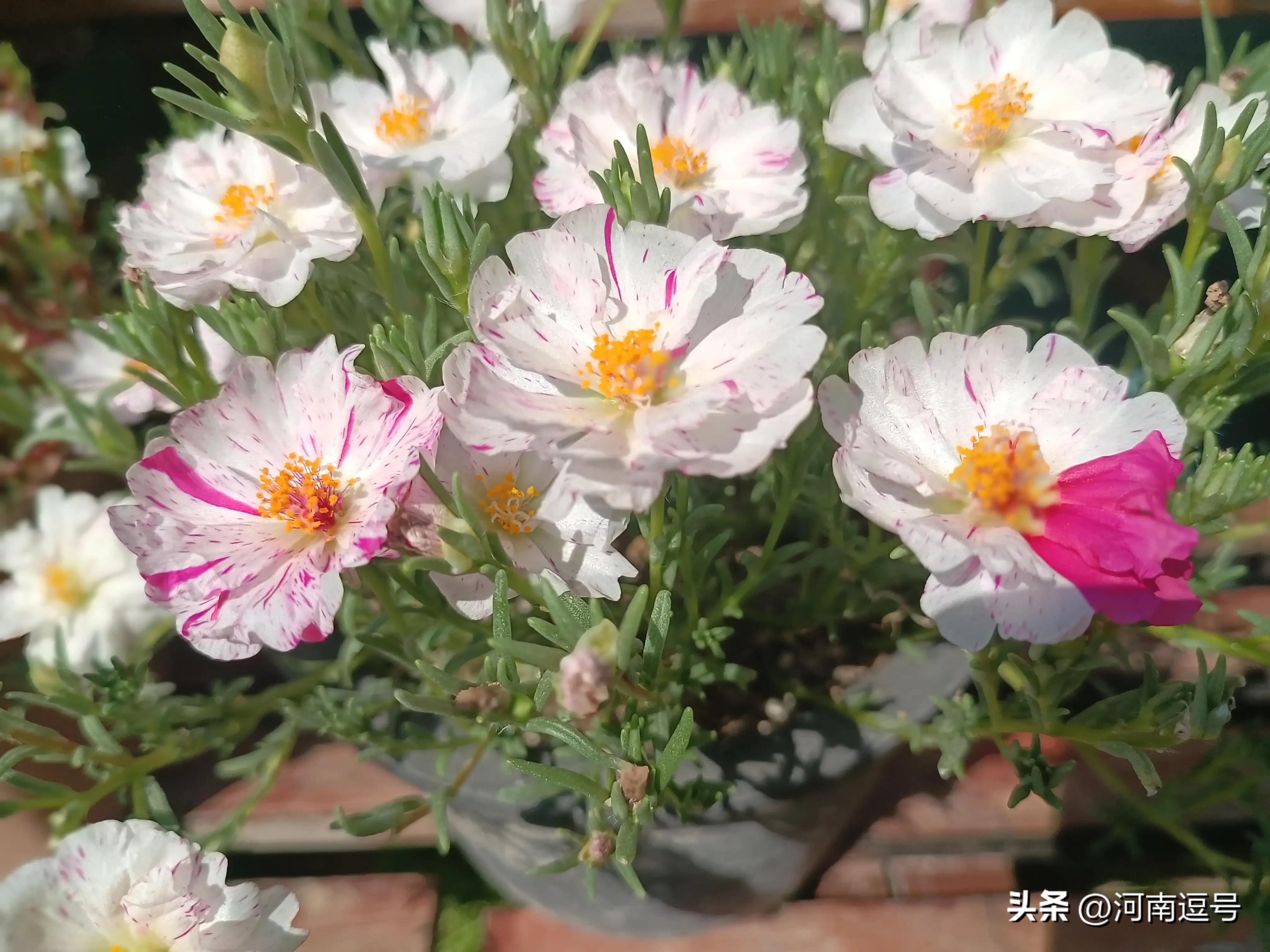 刚栽的苗发蔫正常吗,新苗枯萎