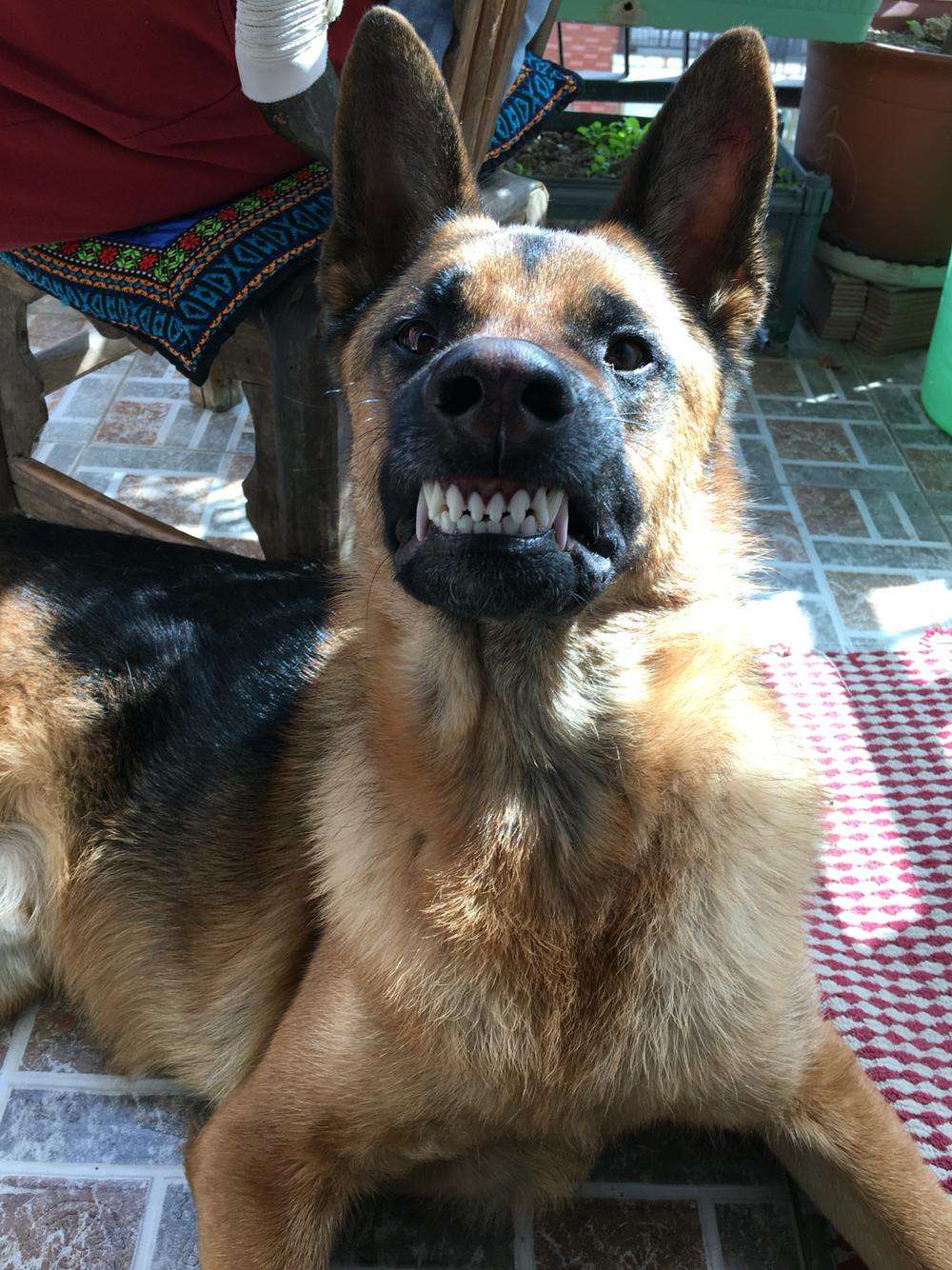 狗狗不爱刷牙怎么清洁牙结石,狗狗刷牙的正确方法