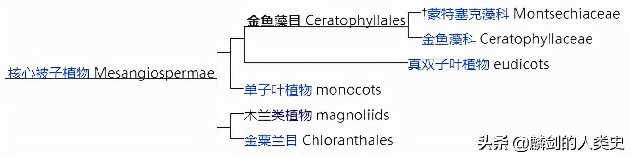 金鱼藻目植物图解,金鱼藻目和双子叶哪个好