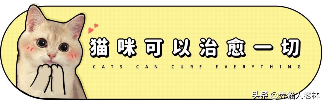 俄罗斯猫被制裁狗的反应,制裁俄罗斯猫什么意思