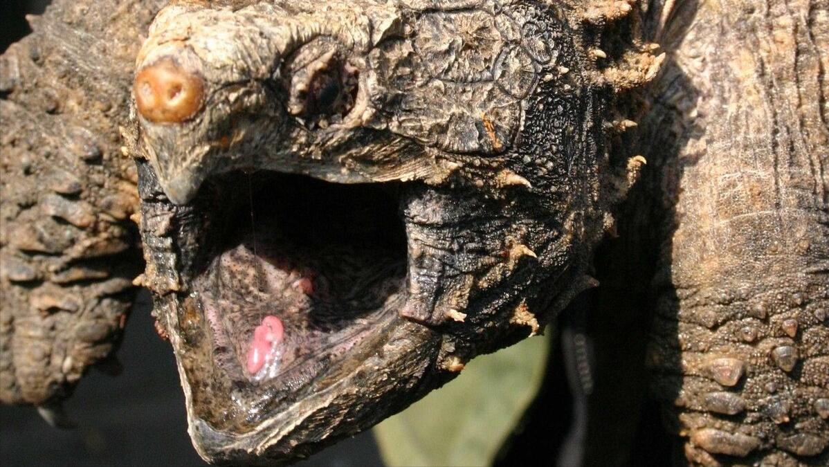 大白鲨咬合力真的只有400公斤吗,十大咬合力最强动物巨齿鲨