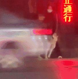 派出所警犬擦手,警犬被拿去擦手