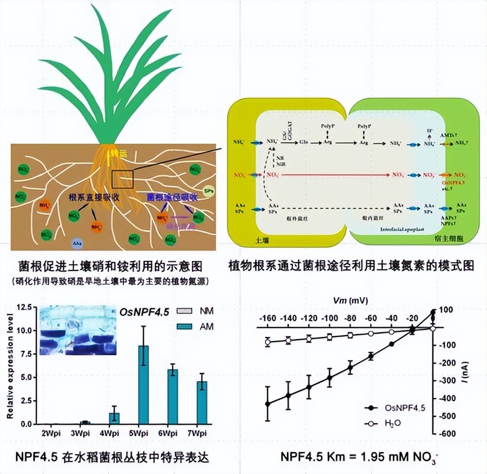 促进水稻氮素吸收利用的途径,促进水稻根系生长的措施