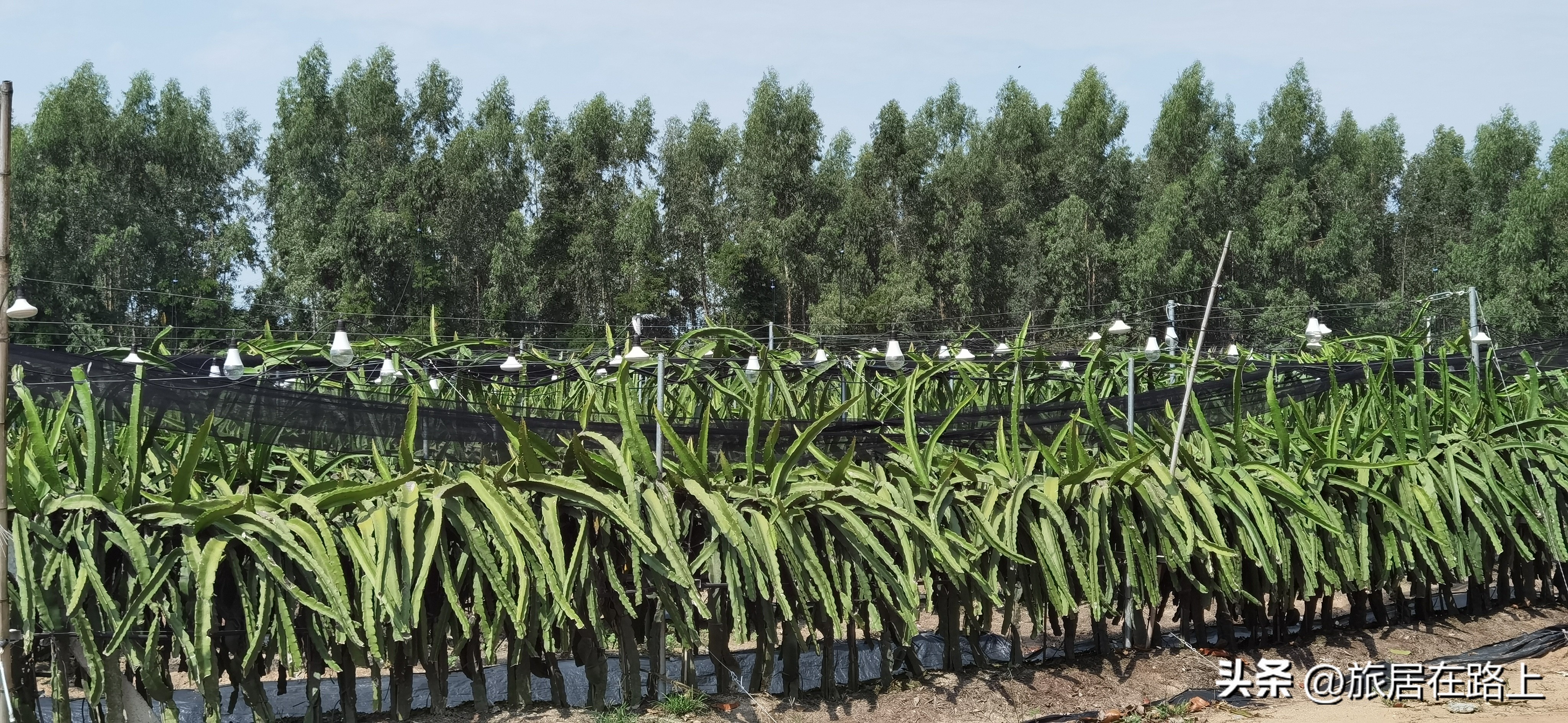 棋子湾上的仙人掌,海南棋子湾旅游攻略一日游