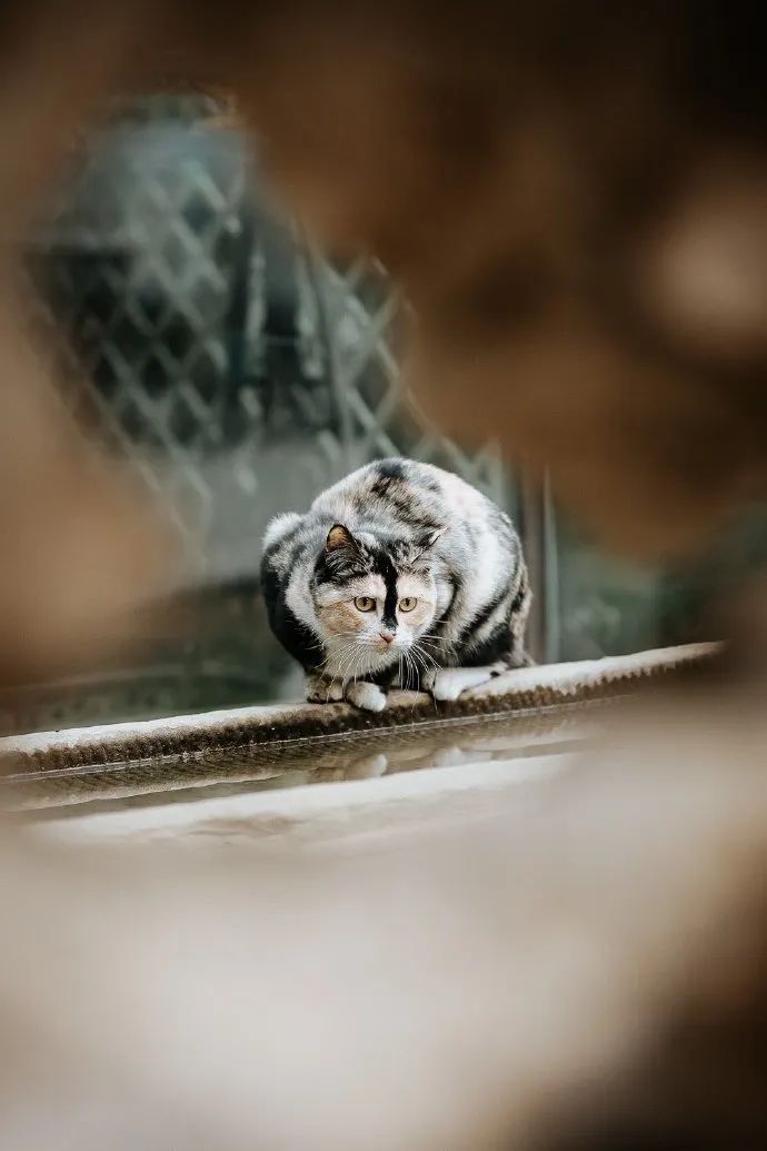 猫掉缸里怎么办,猫咪老是掉缸怎么办