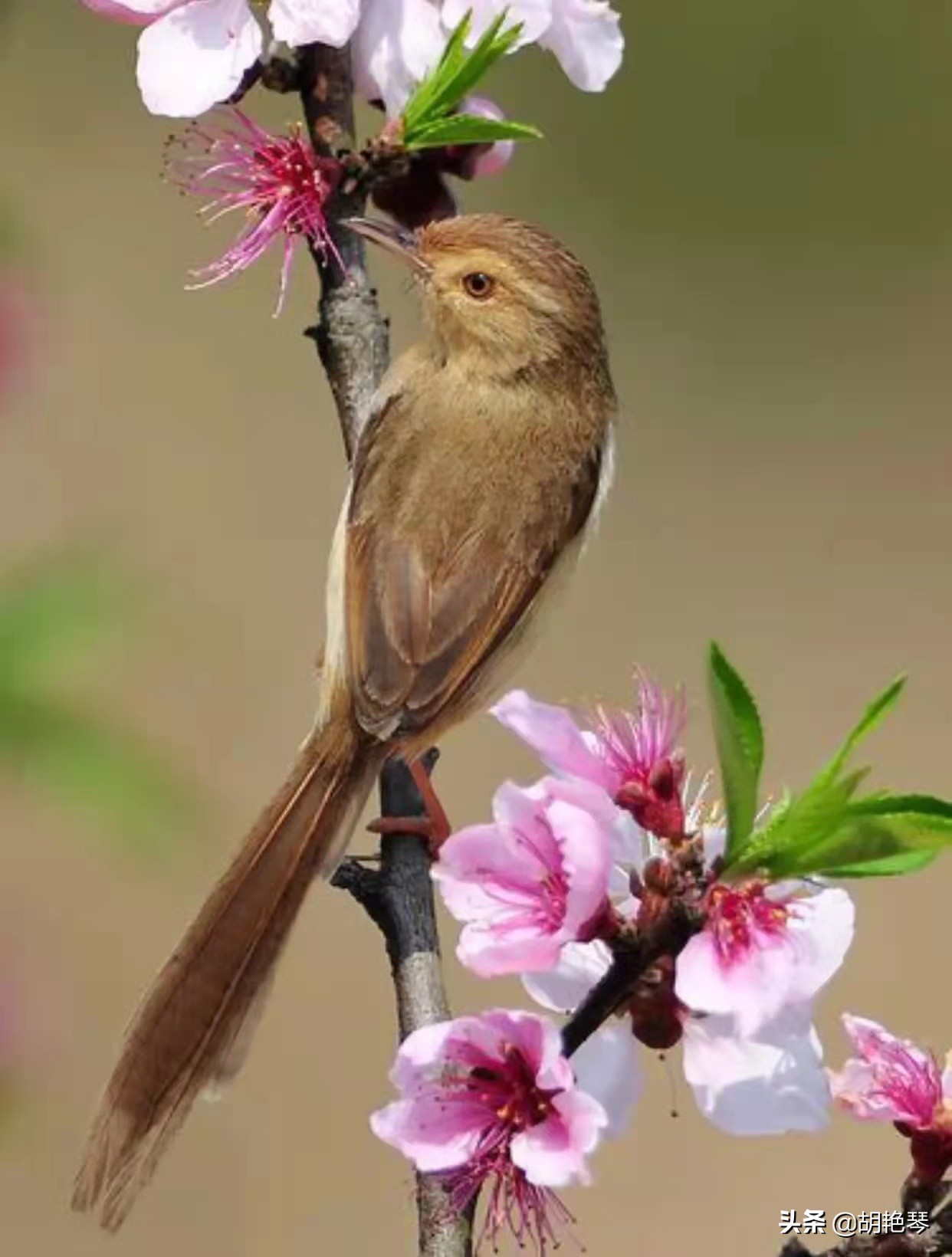 100个姓氏诗词,姓氏诗100句