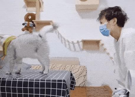 猫咪放屁屎臭正常吗,猫咪放屁臭是什么情况