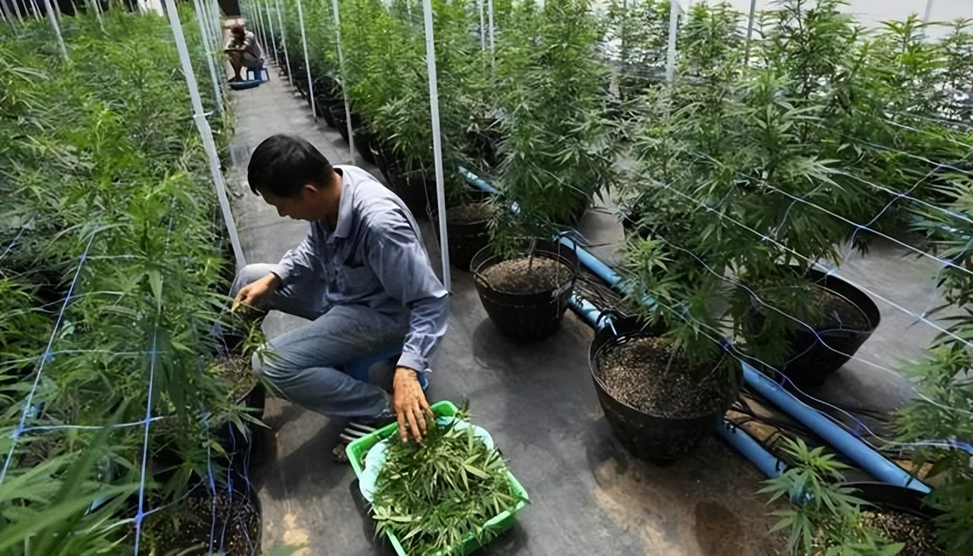 毒品合法化对中国的危害,毒品的合法化对社会的影响