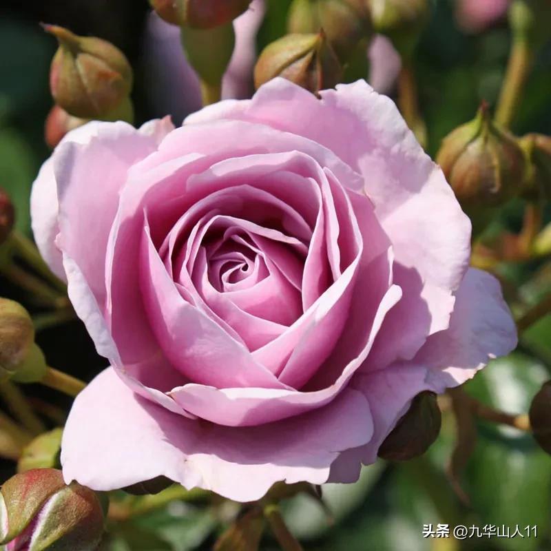 通过adr认证的月季品种,奥古斯塔路易斯月季是adr认证吗