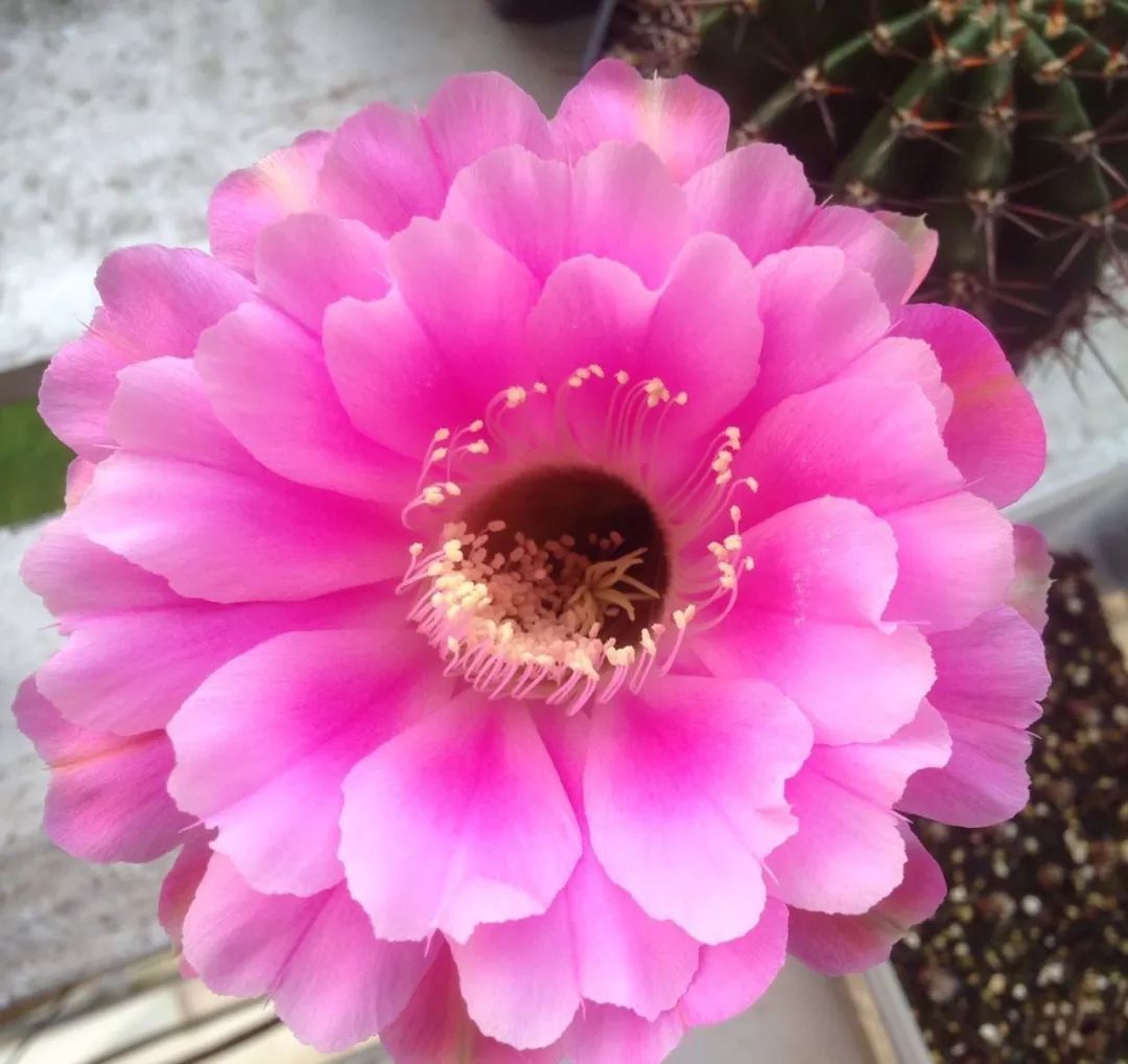 200种·仙人球开花图鉴，大开眼界，美到爆