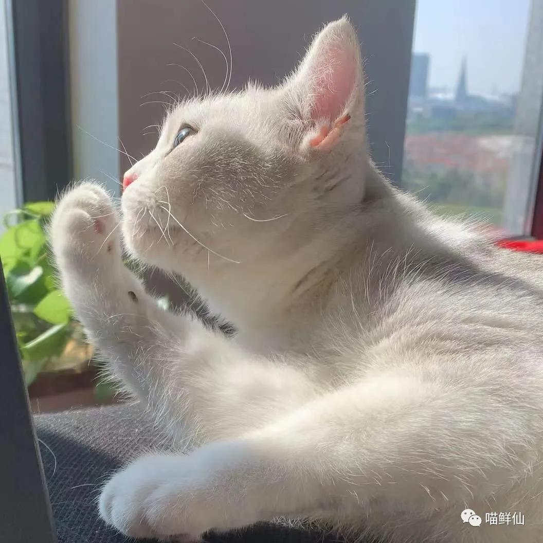 冬至不吃饺子和猫有什么关系,南方冬至猫咪吃汤圆