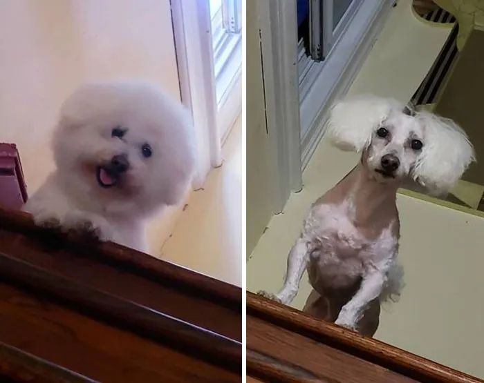 夏天来了要给猫剪毛吗,夏天怎么给狗修毛