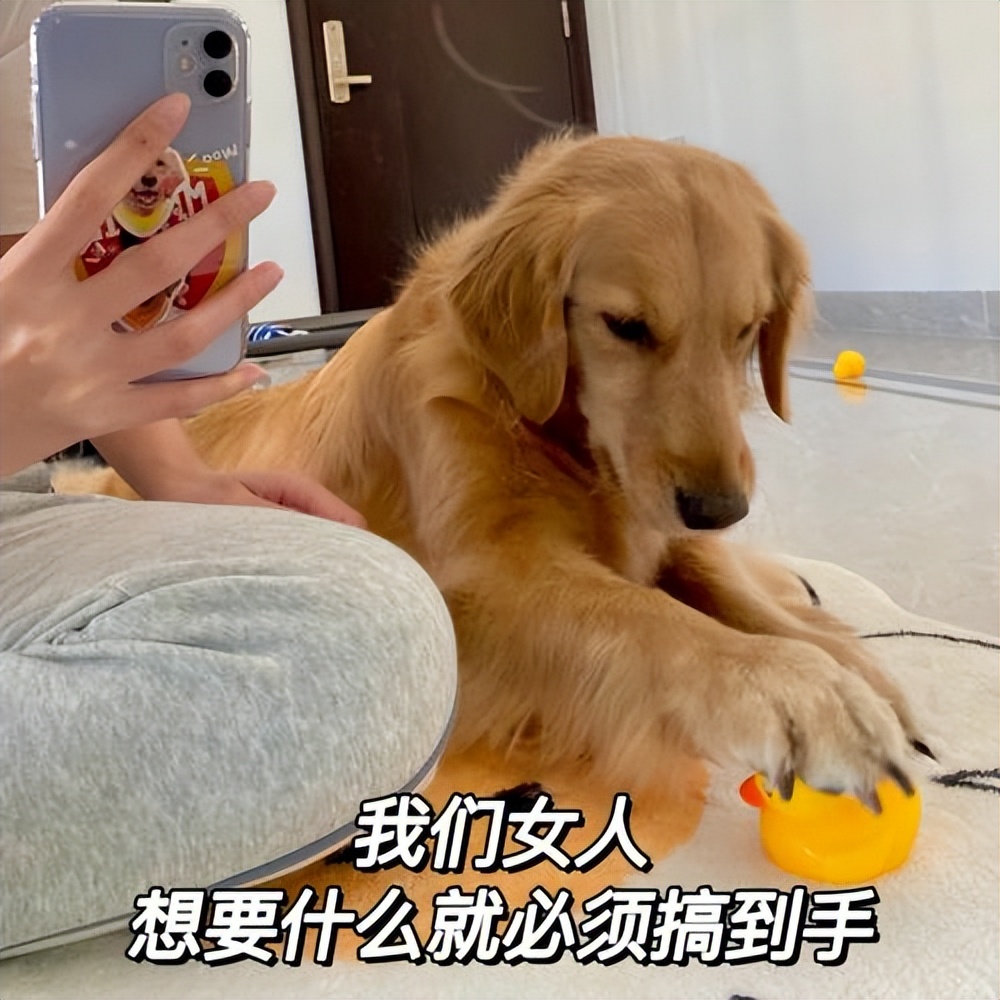 狗界暖男排名,狗界暖男德牧