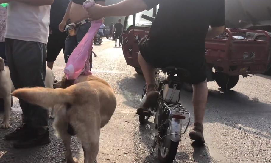 从狗贩子手里买的拉布拉多,拉布拉多疑遭主人卖给狗贩子