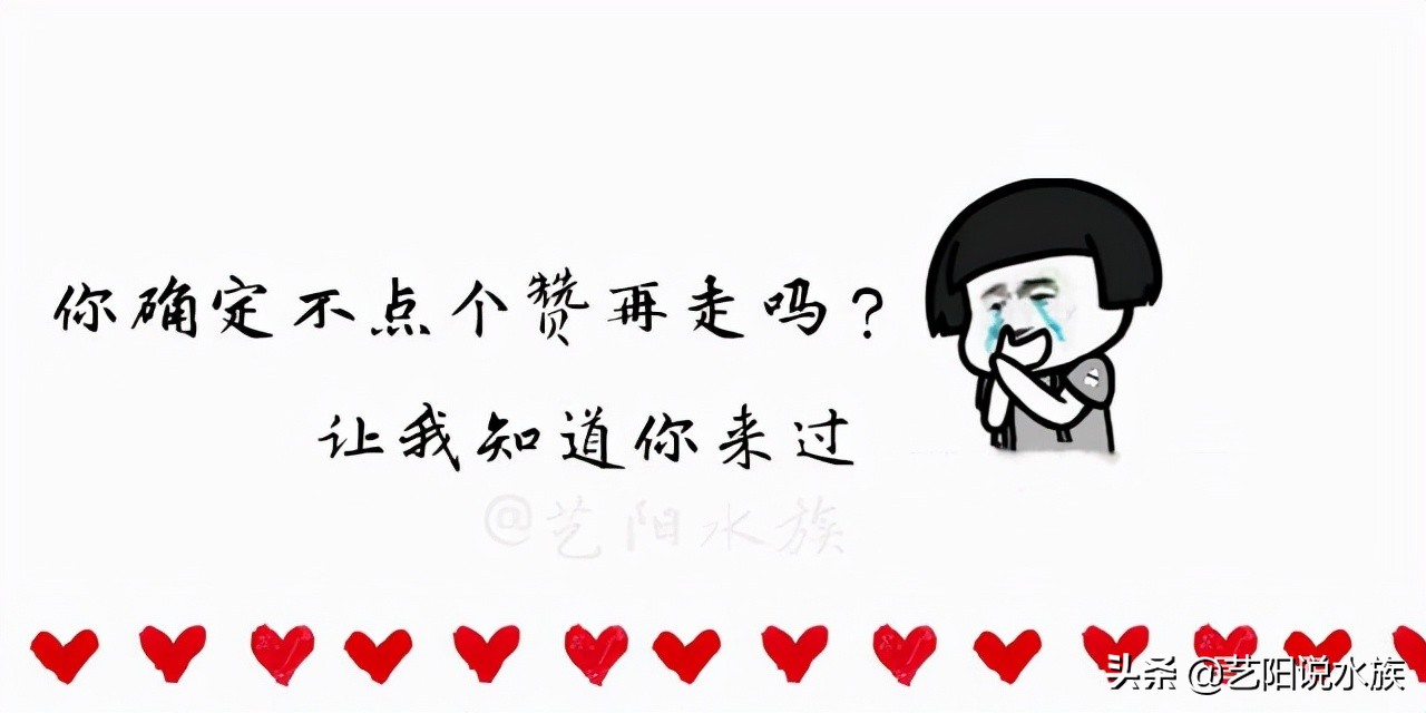 长大了的龙鱼好养么,龙鱼压养什么意思