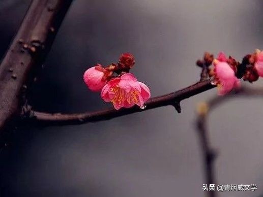 七律诗是梅花我是仙（五首）