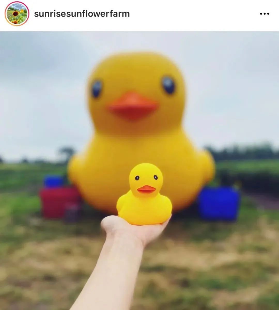 春晚吉祥物兔圆圆为啥是四颗门牙,春晚吉祥物为啥叫兔圆圆