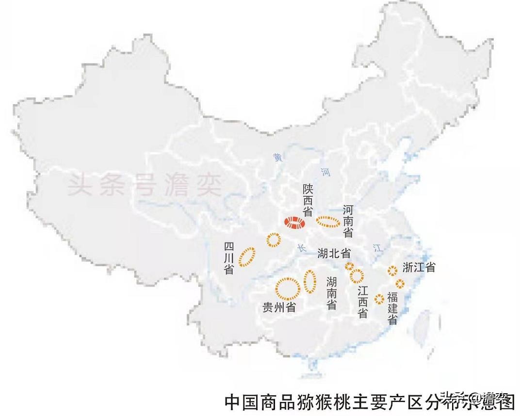 猕猴桃新西兰奇异果,奇异果新西兰猕猴桃