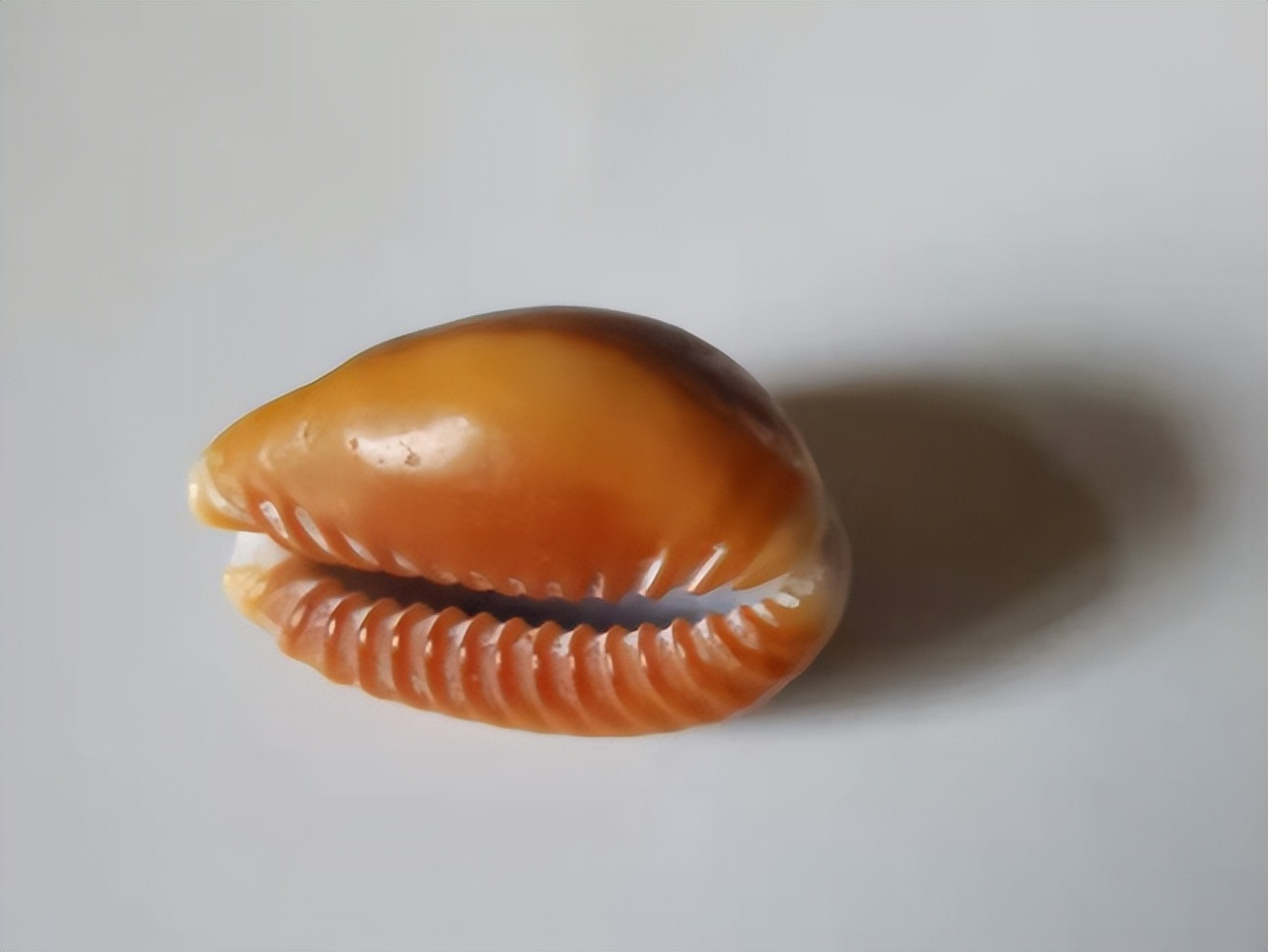 海南海鲜贝类有哪些,海南海鲜贝类