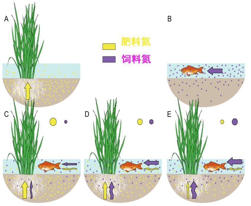 促进水稻氮素吸收利用的途径,促进水稻根系生长的措施