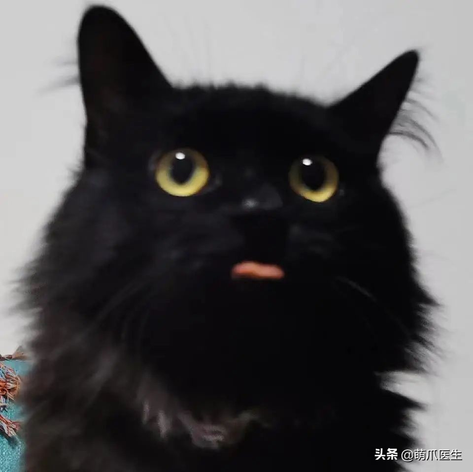 猫吃米线,猫吃米线吗