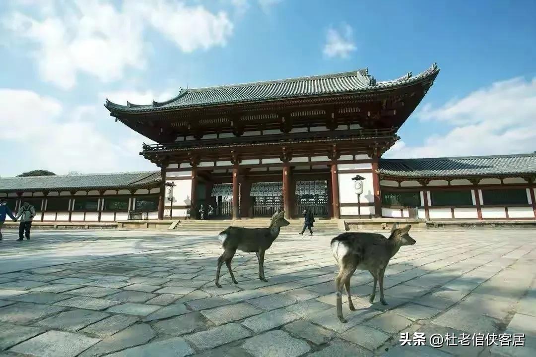日本之旅奈良,日本奈良东大寺旅游