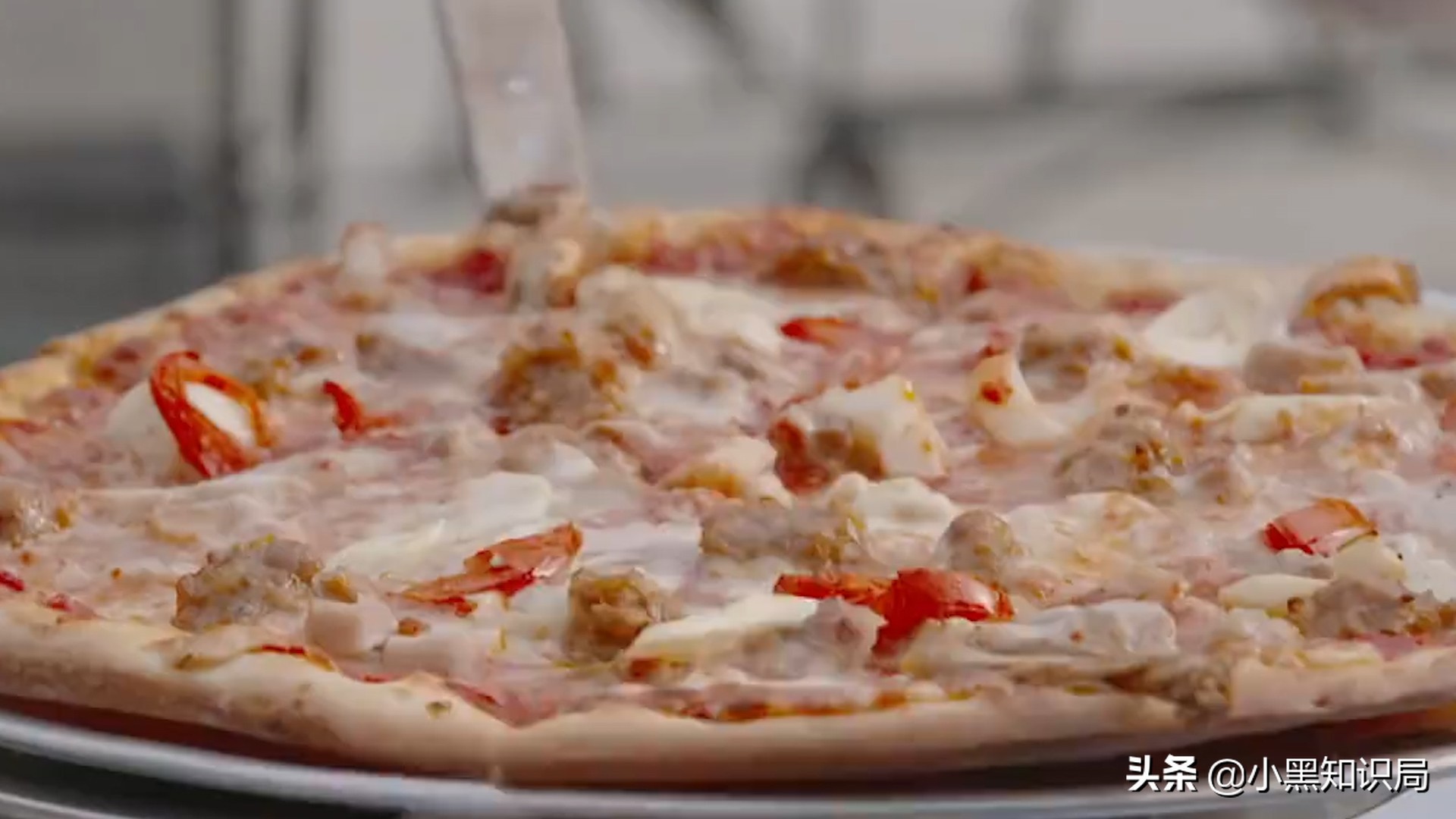 美国再遭生物入侵，30万只缅甸蟒泛滥成灾，最大能长9米，400斤重