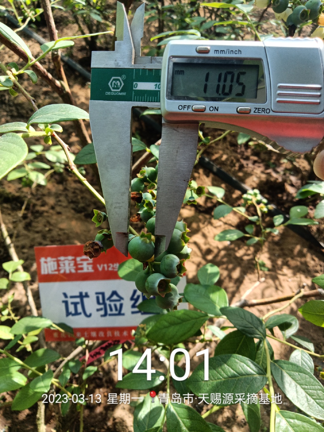 蓝莓大果哪个品种早熟,蓝莓大果新品种