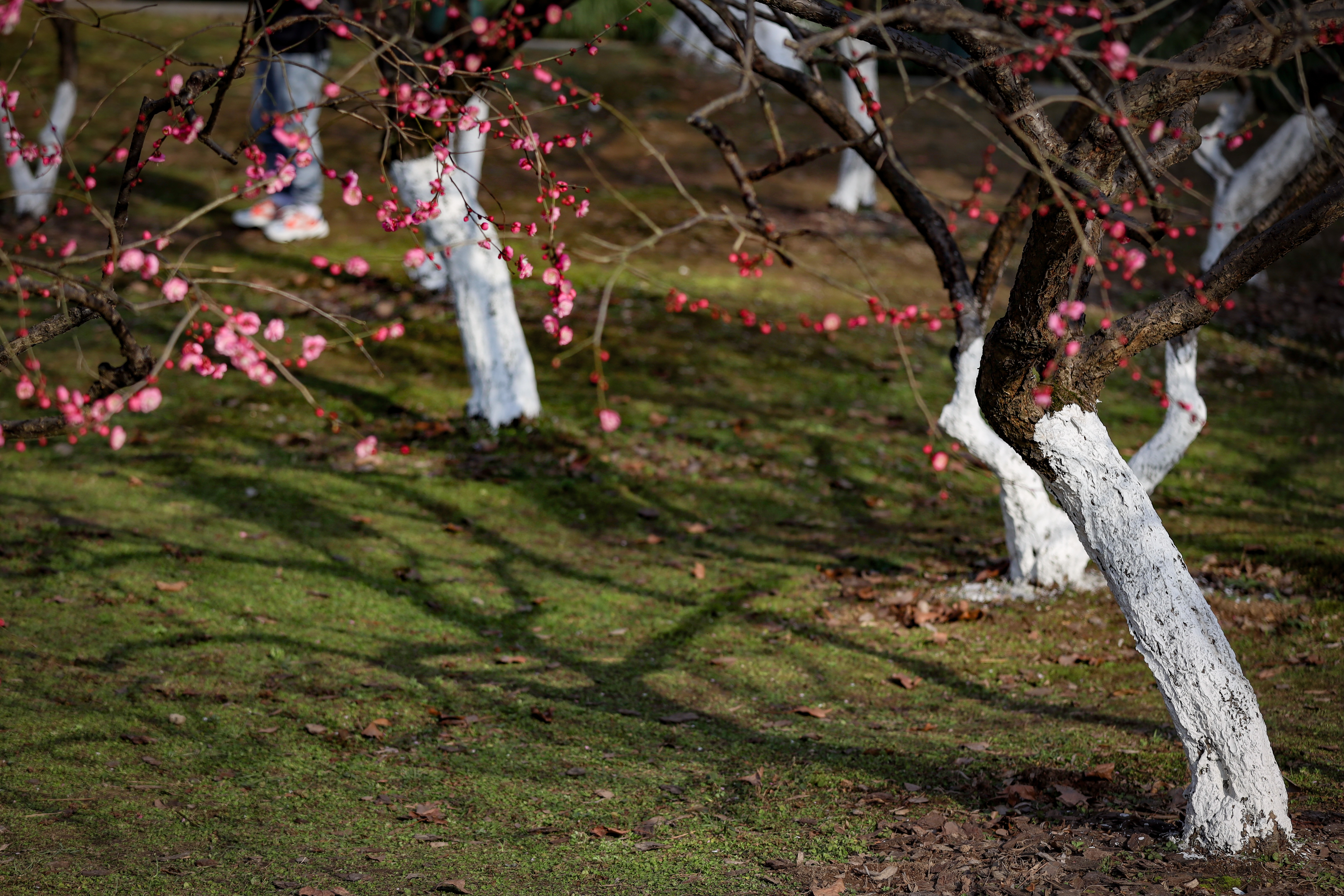 杭州植物园梅花哪里最茂盛,杭州超山再现十里梅花香雪海盛况
