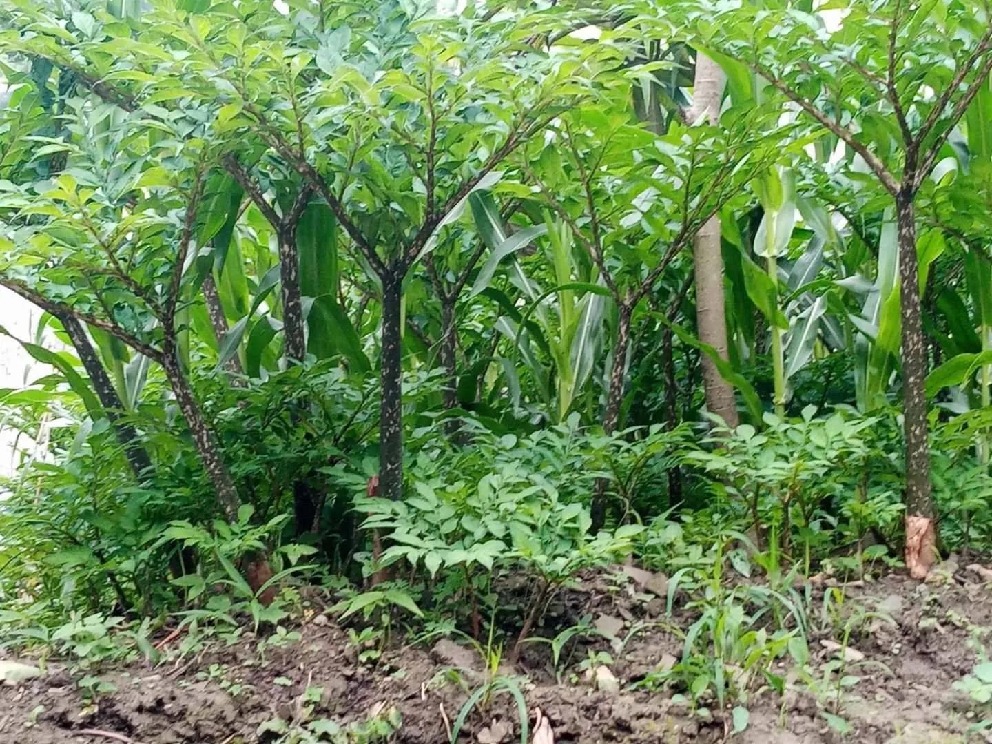 农村种魔芋木薯赚钱吗,在家种植魔芋有什么前景