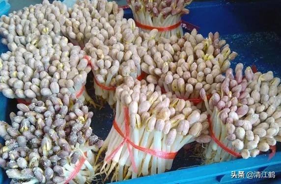 工厂化花生芽苗菜的种植方法,无根花生芽苗菜生产方法