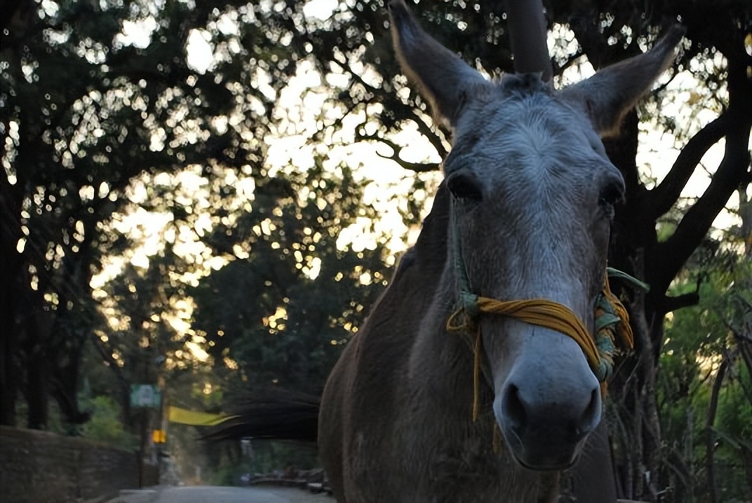 妖怪名单最强排行榜,中国妖怪简介大全