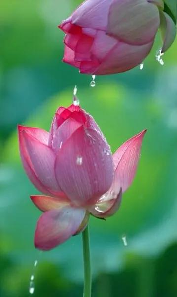 漂亮美丽的荷花壁纸,雨中荷花壁纸荣盛城