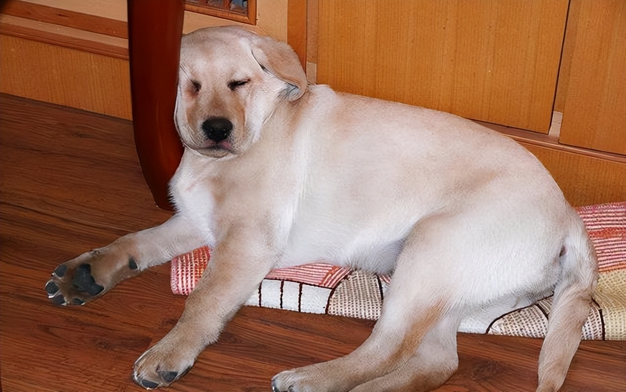 怎么判断拉布拉多能长多大,拉布拉多和金毛哪个活得久