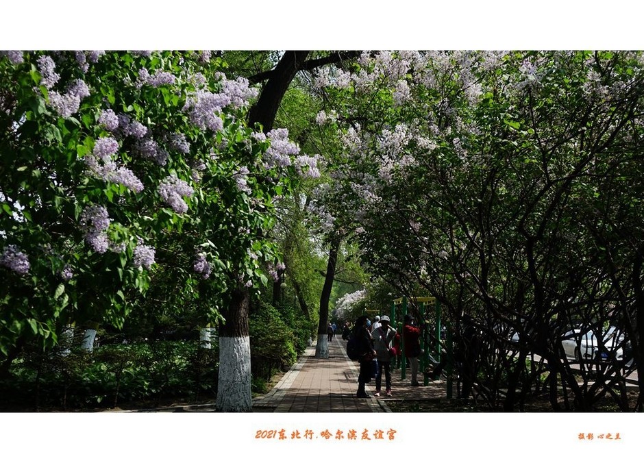 冬游哈尔滨八大必游景点,哈尔滨三日游必去的景点731