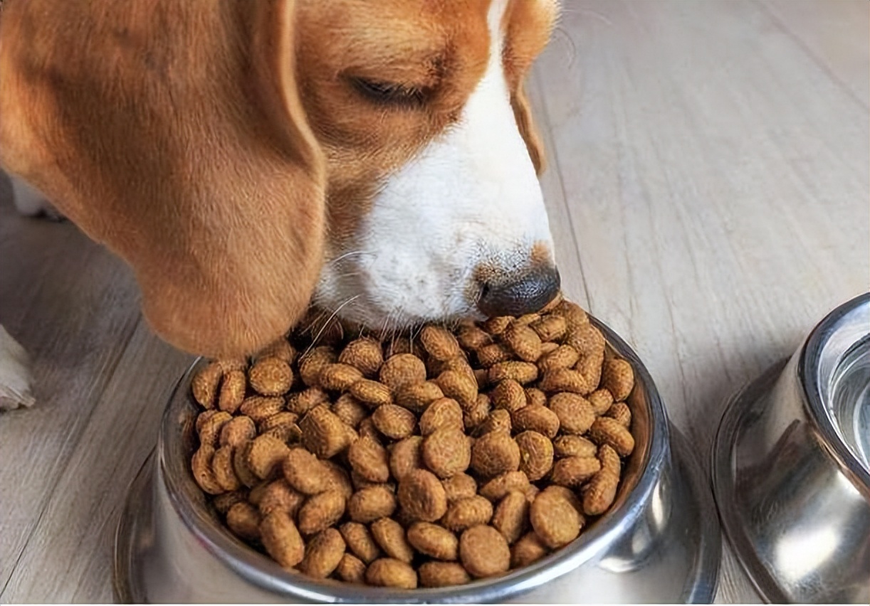 狗狗毛发粗糙吃什么牌子的狗粮好,狗狗吃什么狗粮比较好柯基