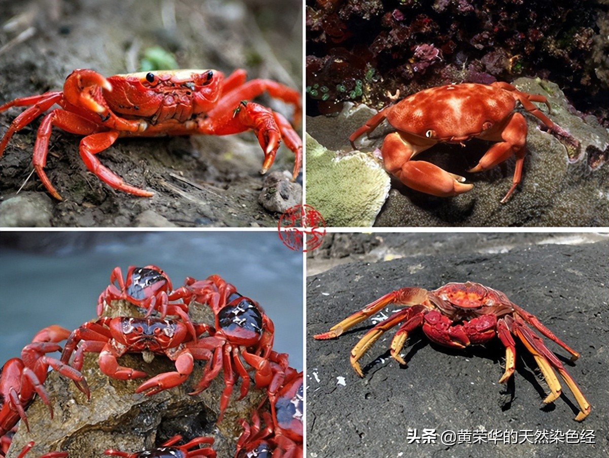 蟹壳红传统色,蟹壳黄传统色