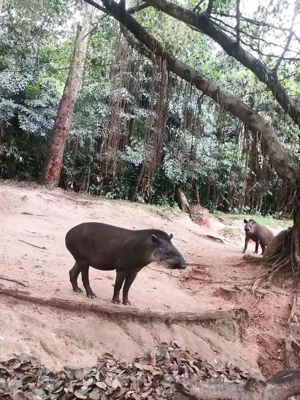 广州长隆野生动物园一日游vlog,广州长隆野生动物世界旅游攻略