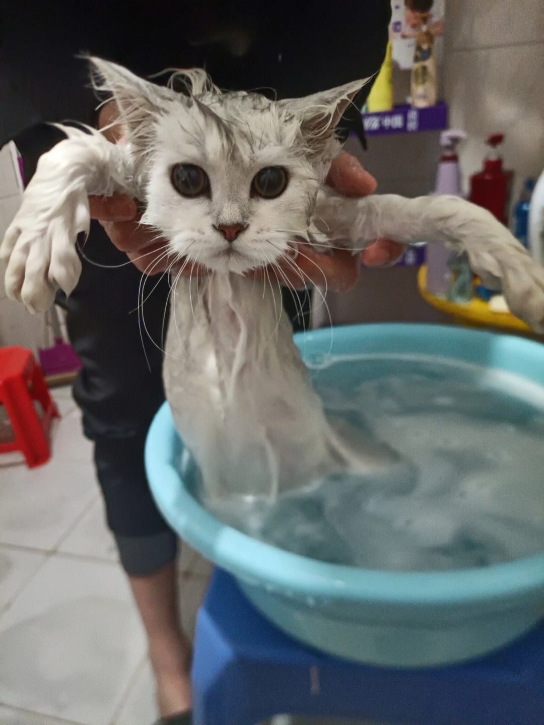 为什么中华田园猫很受人喜爱,养中华田园猫费钱吗