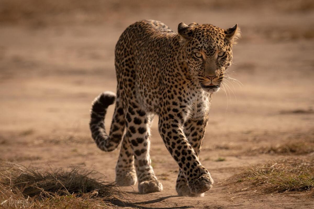 骆驼最怕的天敌是谁,骆驼有哪些危险之处