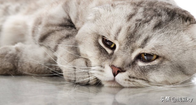 500块没治好一只猫拉肚子