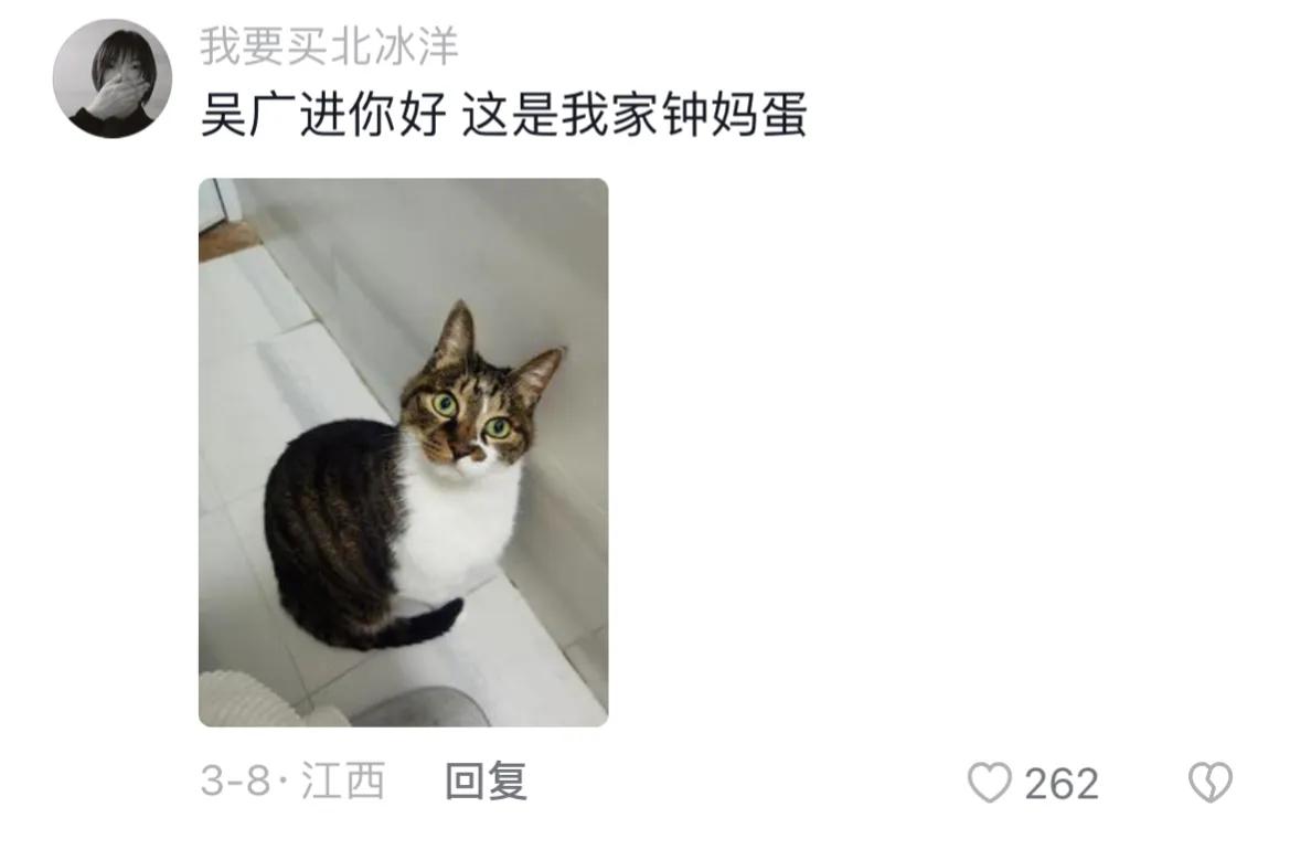 宠物取什么名字好听,取一个宠物名字