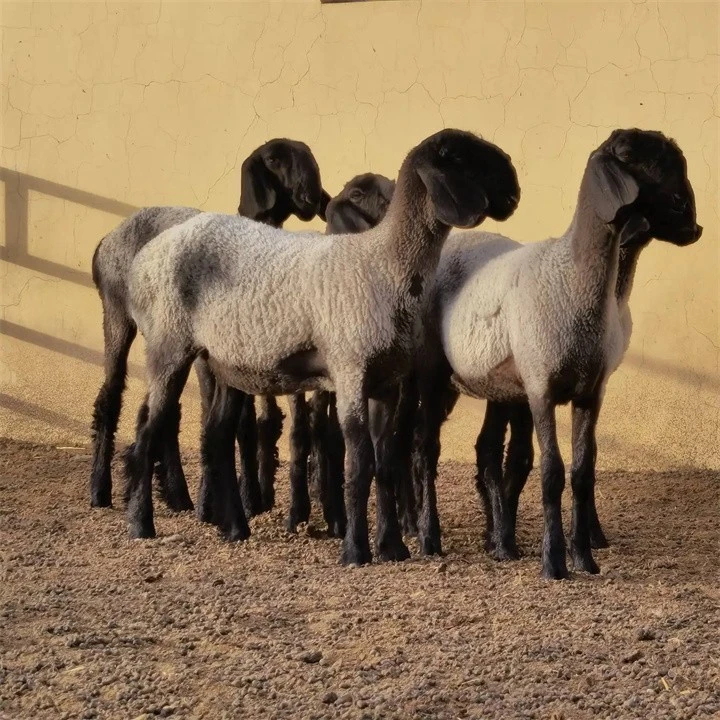 一只两千多的烤全羊,一只两千元的烤全羊