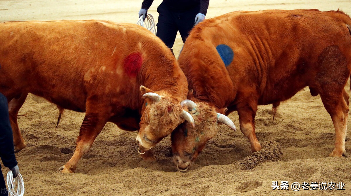 牛价暴跌会不会影响猪肉,牛价下跌了为什么还要欢呼
