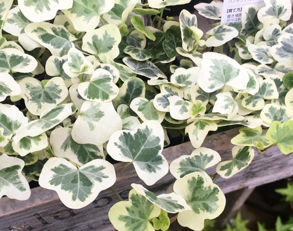 北方吸二手烟克星绿植,可以吸二手烟的花草