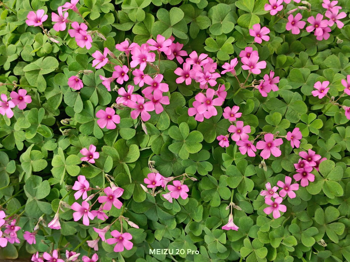 魅族20哪一款综合性能好,魅族20系列四款对比