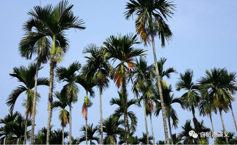 海南槟榔危机,槟榔行业面临危机何去何从