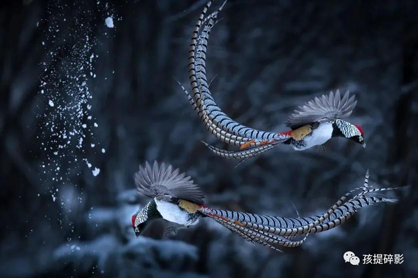 历史讲解四大神兽凤凰的由来,上古神兽九种凤凰