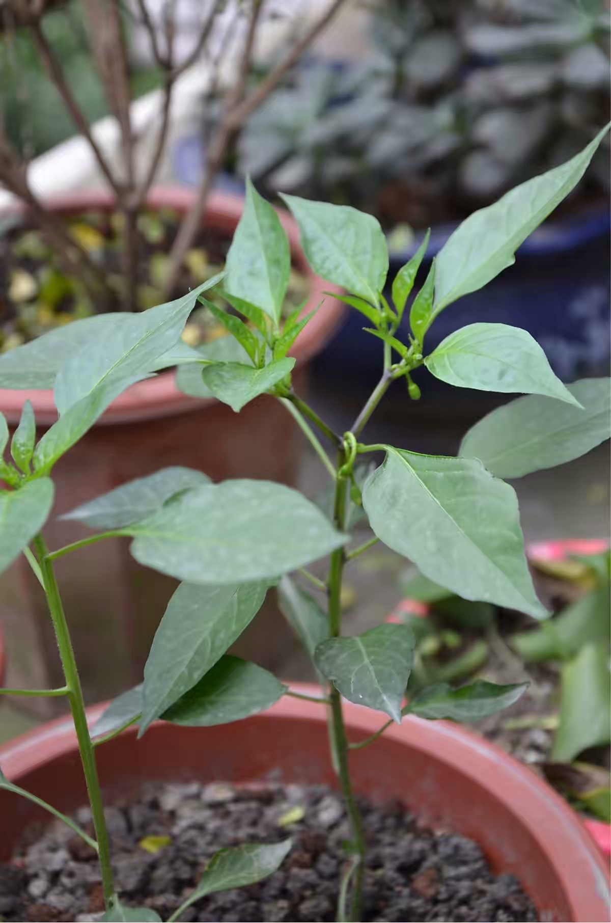 阳台夏天种这六种菜,阳台种花种菜需要几个小时的光照
